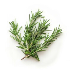 Fototapeta premium rosemary isolated on white background