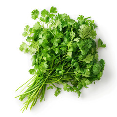Bunch of Fresh Cilantro Leaves Isolated on White Background