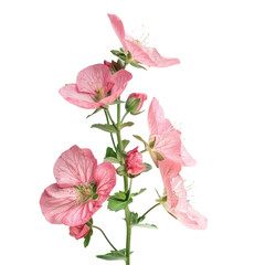 Vibrant pink flowers contrast beautifully on a dark transparent background