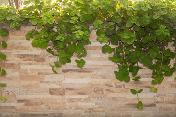 Healthy leaves growing from vine plant in a beige pot