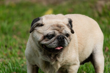 Portrait of old pug dog with white hairs standing on grass ground