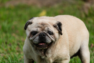 Portrait of old pug dog with white hairs standing on grass ground