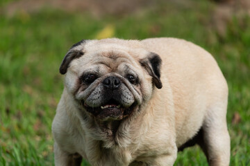 Portrait of old pug dog with white hairs standing on grass ground