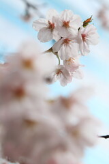 春の青空に映える満開の桜