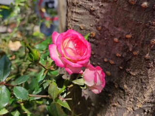 two pink roses on the garden, dos rosas de color rosa sobre el jardin 
