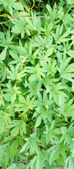 Fototapeta premium Green leaves of the plant, background green leaves of the plant