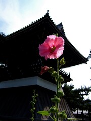 相国寺に咲いていた立葵