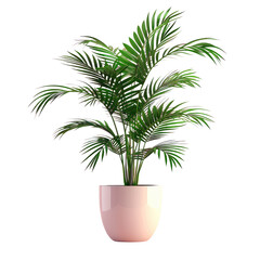Obraz premium Houseplant in pink flowerpot on transparent background. Arecales tree with pink tint