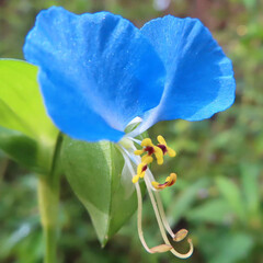 秋にツユクサが青い花を咲かせています