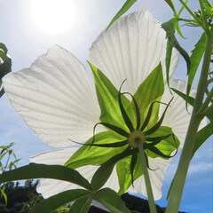 夏にモミジアオイが白い花を咲かせています