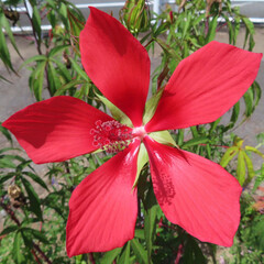 夏にモミジアオイが赤い花を咲かせています
