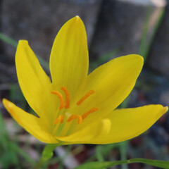 夏にキバナタマスダレが黄色い花を咲かせています