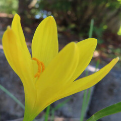 夏にキバナタマスダレが黄色い花を咲かせています