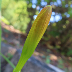 Obraz premium 夏にキバナタマスダレが黄色い花を咲かせています