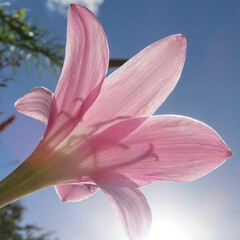 夏にサフランモドキがピンク色の花を咲かせています