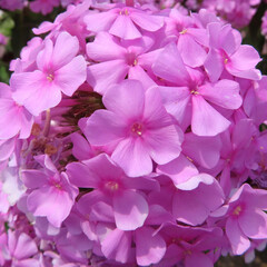 夏にフロックスがピンク色の花を咲かせています