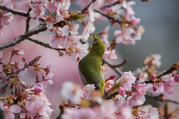 花見とメジロ