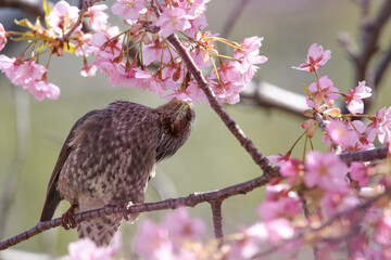 花をついばむ鳥