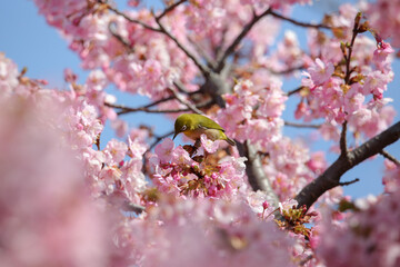 桜とめじろ