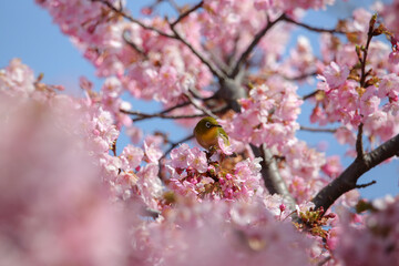 小鳥と桜