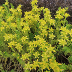 夏にメノマンネングサが黄色い花を咲かせています