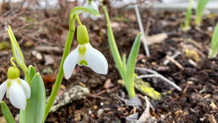 Snowdrops bloom signal the arrival of spring