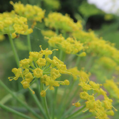 夏にフェンネルが黄色い花を咲かせています