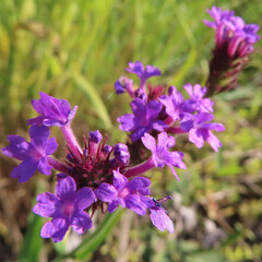 春にバーベナが紫色の花を咲かせています