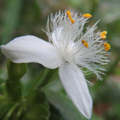 春にトキワツユクサが白い花を咲かせています