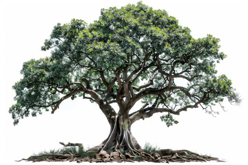 Tree isolated on white 