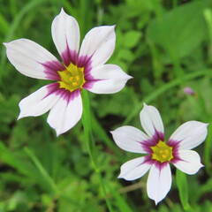 春にニワゼキショウが白と紫の花を咲かせています