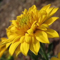 春にマーガレットが黄色い花を咲かせています