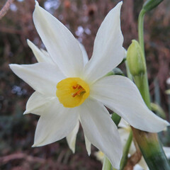 春にスイセンが白い花を咲かせています