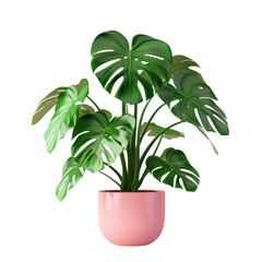 Tropical plant in pink flowerpot on transparent background, still life art