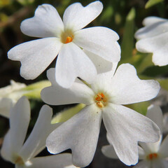 冬にシバザクラが白い花を咲かせています