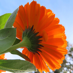 冬にキンセンカがオレンジ色の花を咲かせています