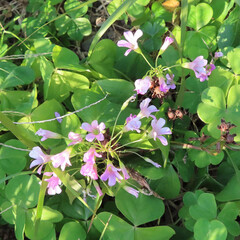 冬にムラサキカタバミがピンク色の花を咲かせています