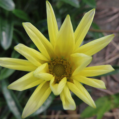 冬にガザニアが白い花を咲かせています