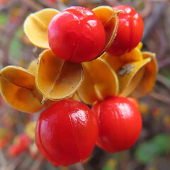 冬にツルウメモドキが赤い実をつけています