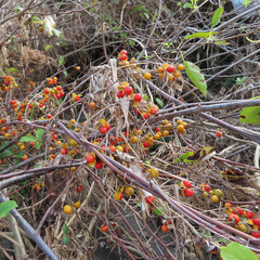 冬にツルウメモドキが赤い実をつけています