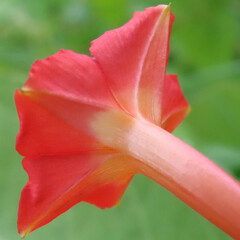 冬にイポモエアルブリフロラがオレンジ色の花を咲かせています