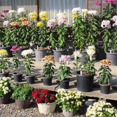 冬にキクが白い花を咲かせています