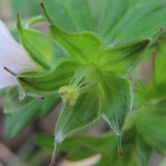 冬にアメリカフウロがピンク色の花を咲かせています