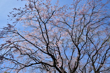 枝垂れ桜