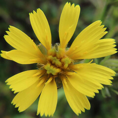 冬にコウゾリナが黄色い花を咲かせています