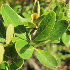 秋にピラカンサが赤い実をつけています