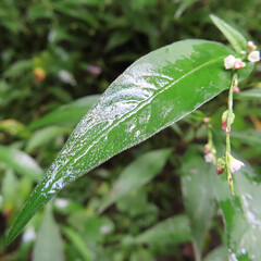 秋にヤナギタデが白い花を咲かせています