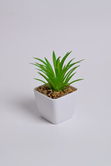 Plastic green plants in pots. Fake plant in a pot isolated on a white background. Interior decoration.