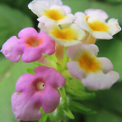 夏にランタナが白とピンク色の花を咲かせています
