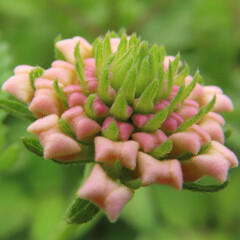夏にランタナが白とピンク色の花を咲かせています